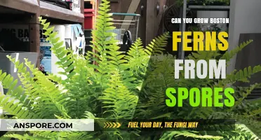 Growing Boston Ferns from Spores: A Beginner's Guide to Propagation