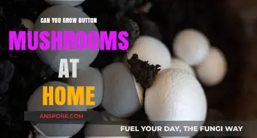 Growing Button Mushrooms at Home: A Beginner's Guide to Success