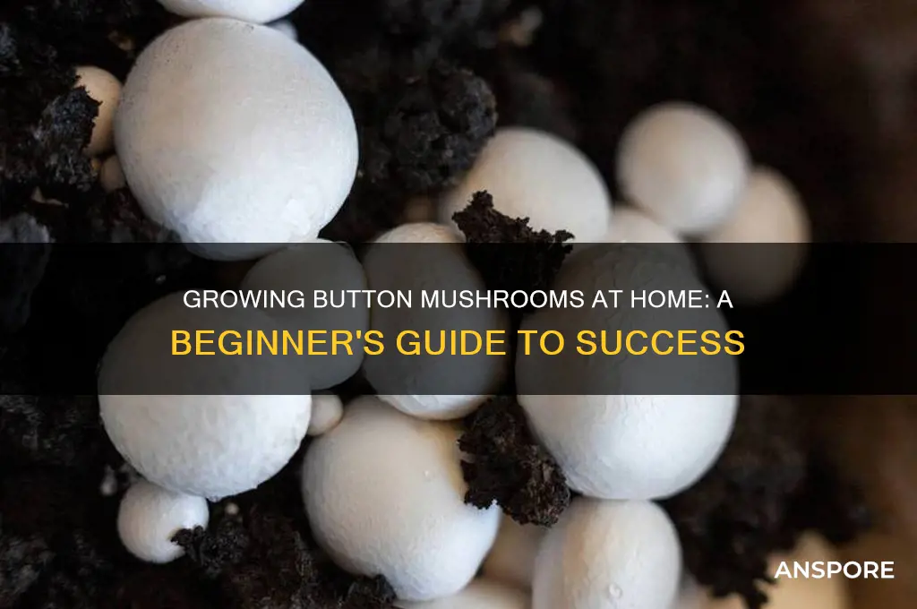 can you grow button mushrooms at home