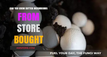 Growing Button Mushrooms from Store-Bought: A Simple DIY Guide
