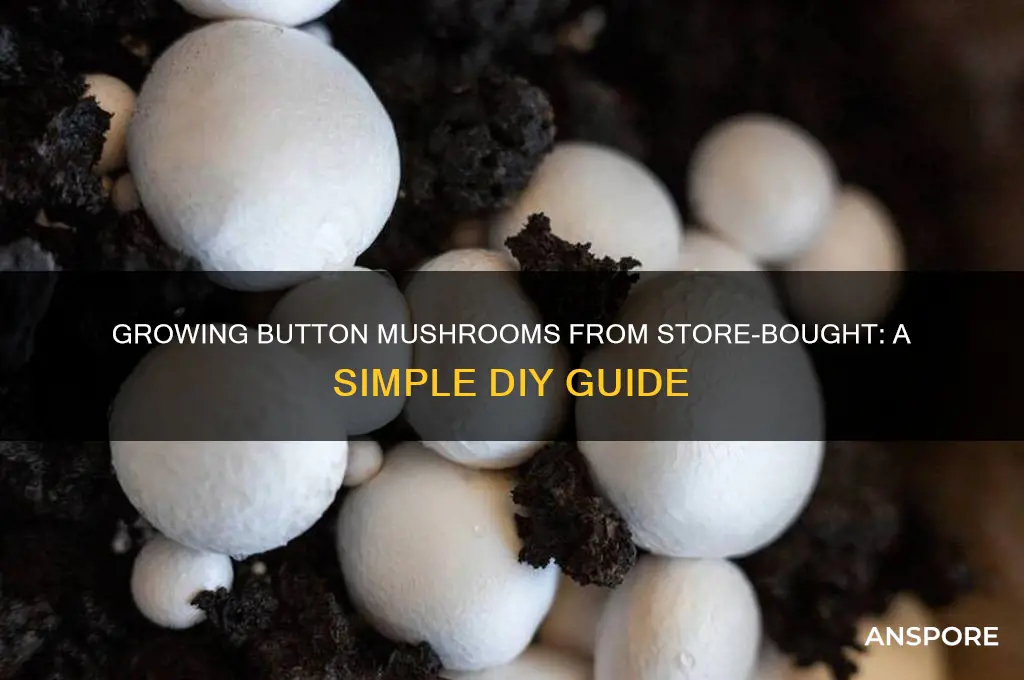 can you grow button mushrooms from store bought