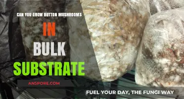 Bulk Substrate Cultivation: Growing Button Mushrooms in Large Quantities