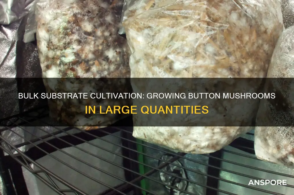 can you grow button mushrooms in bulk substrate