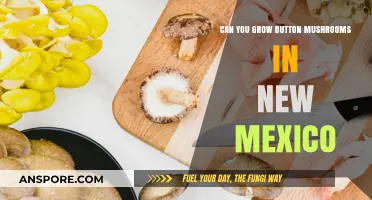 Growing Button Mushrooms in New Mexico: Climate, Tips, and Success