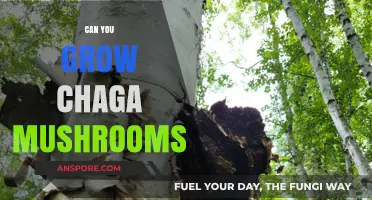 Growing Chaga Mushrooms: A Beginner's Guide to Cultivation Success