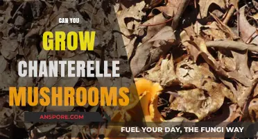 Growing Chanterelle Mushrooms: Tips, Techniques, and Successful Cultivation Methods