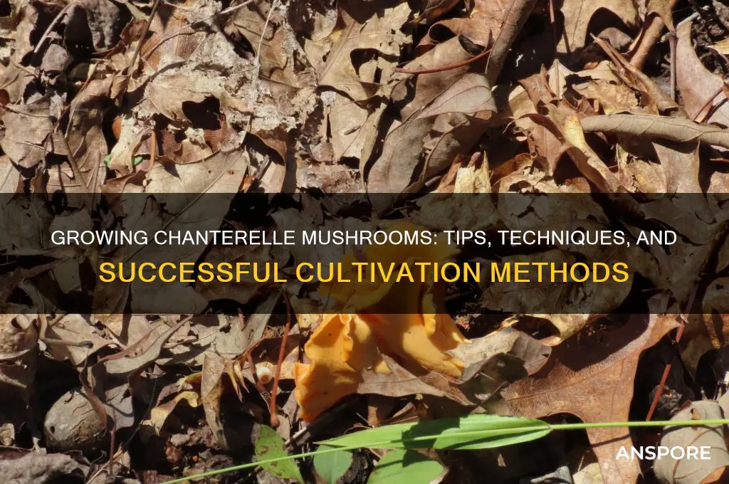 can you grow chanterelle mushrooms