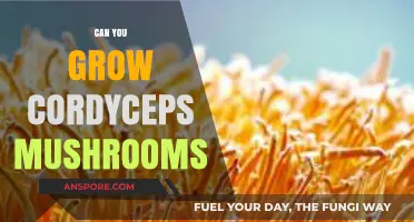 Growing Cordyceps Mushrooms: A Beginner's Guide to Cultivation Success