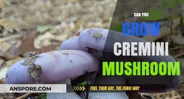 Growing Cremini Mushrooms: A Beginner's Guide to Cultivating at Home
