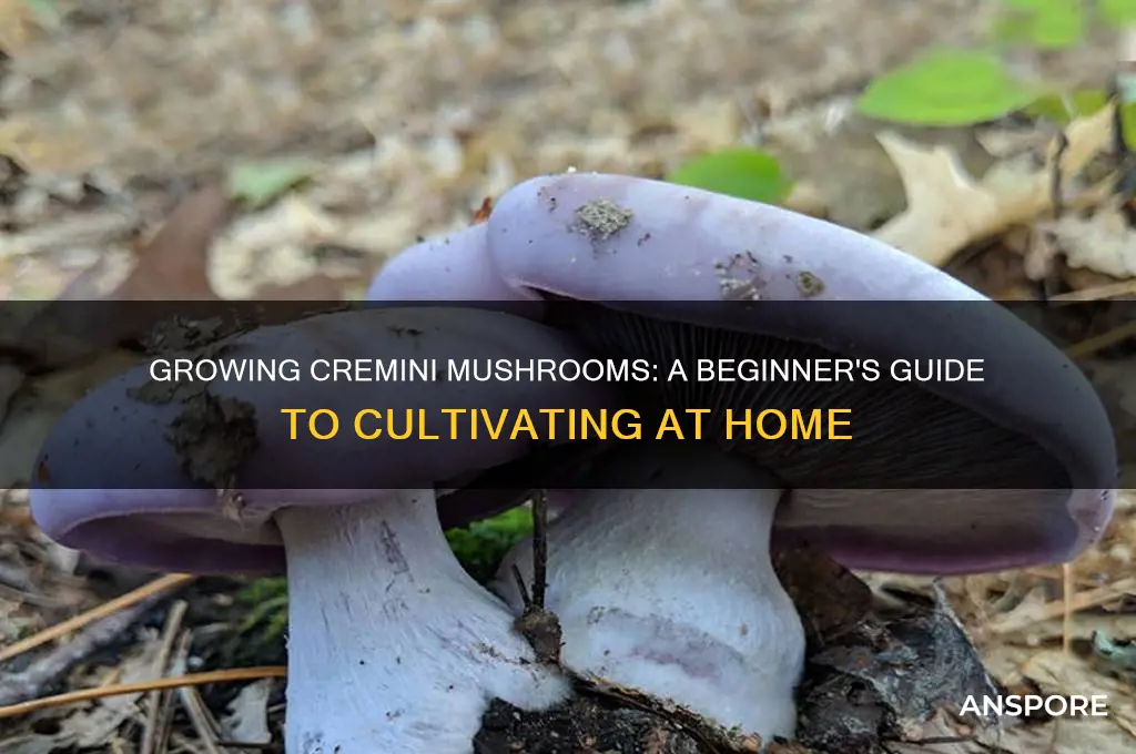 can you grow cremini mushrooms