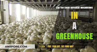 Growing Varied Mushrooms in a Greenhouse: Benefits and Techniques