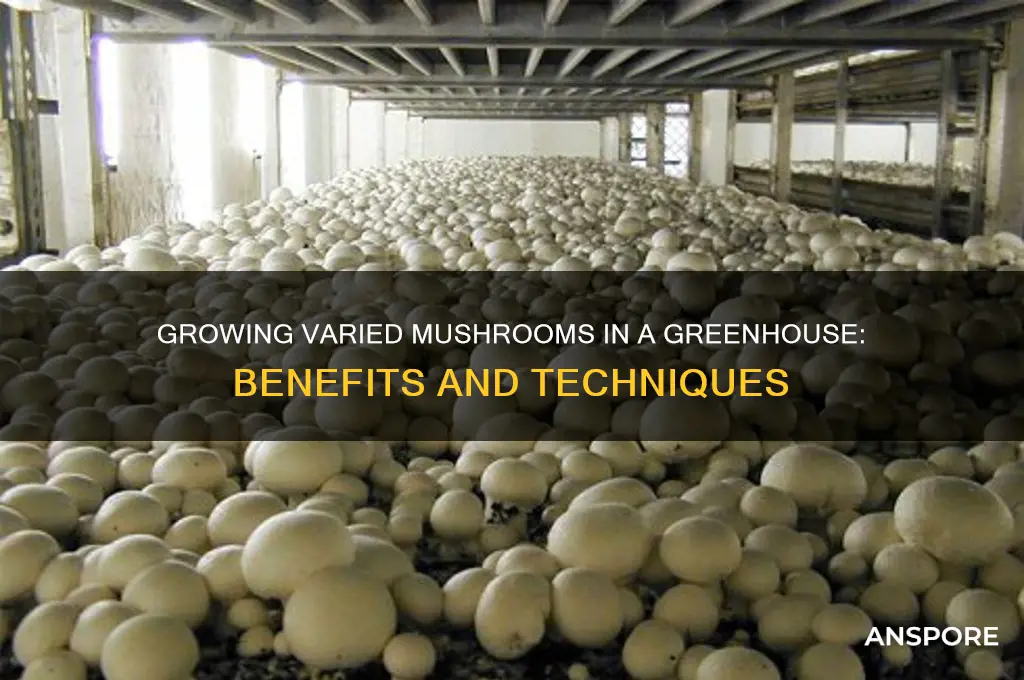 can you grow different mushrooms in a greenhouse