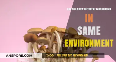 Mixed Mushroom Cultivation: Can Varieties Thrive in Shared Growing Conditions?