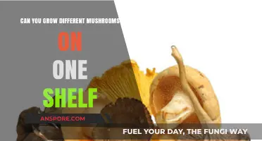 Maximizing Space: Growing Multiple Mushroom Varieties on a Single Shelf