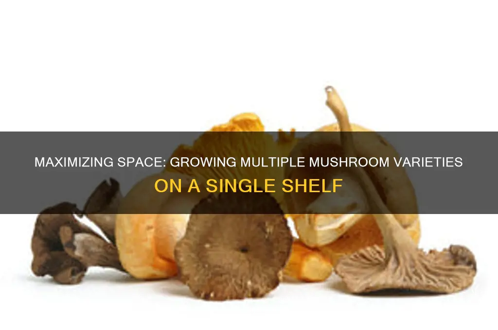 can you grow different mushrooms on one shelf