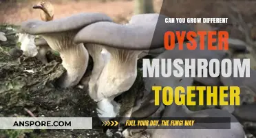 Mixing Oyster Mushroom Varieties: Can Different Strains Coexist in One Grow?