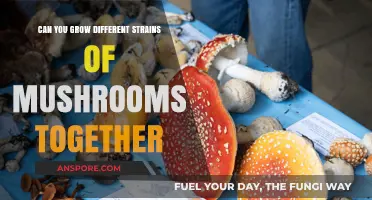 Mixing Mushroom Strains: Can Different Varieties Coexist in One Grow?