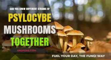 Growing Multiple Psilocybe Strains Together: Benefits, Risks, and Best Practices