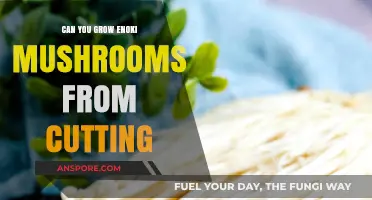 Growing Enoki Mushrooms from Cuttings: A Beginner's Guide