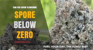 Can Flowers Bloom from Spores in Subzero Temperatures?