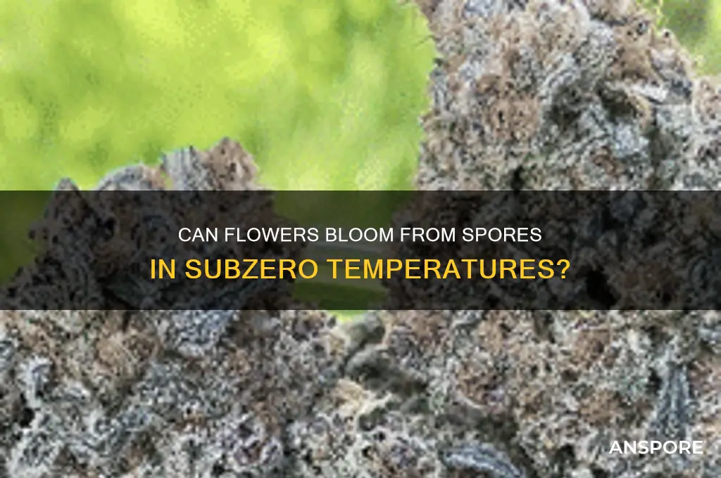 can you grow flowering spore below zero