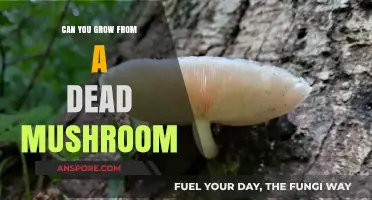 Reviving Growth: Can Dead Mushrooms Sprout New Life?