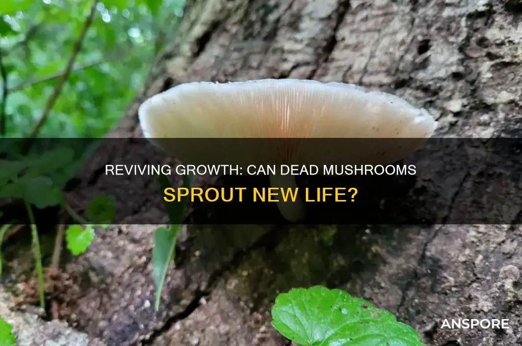 can you grow from a dead mushroom