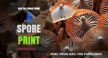 Growing Mushrooms from Spore Prints: A Beginner's Guide to Cultivation