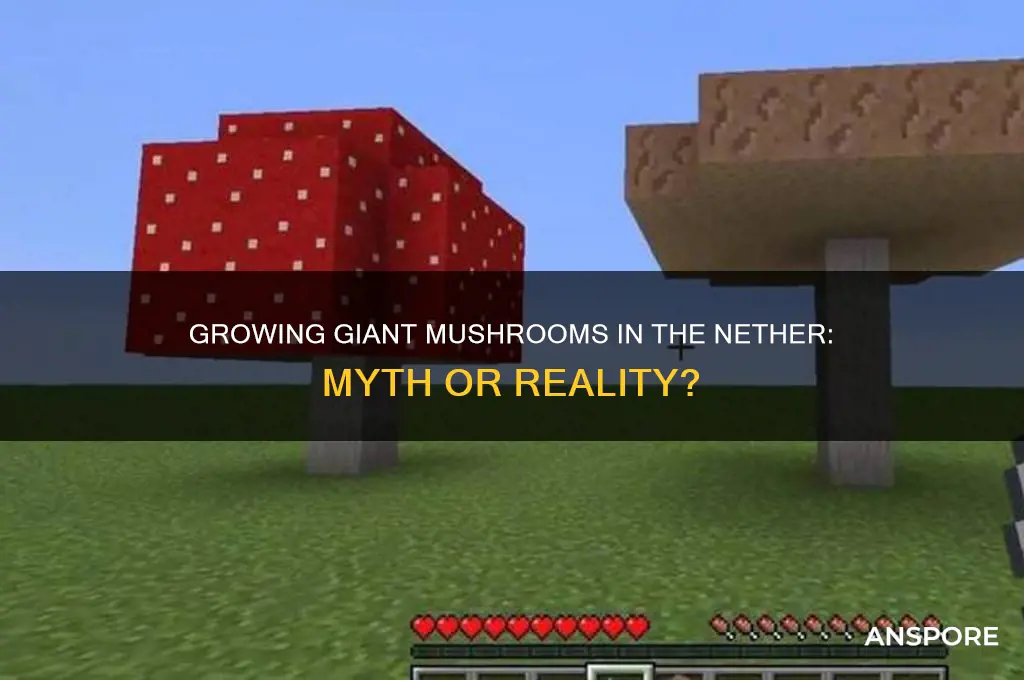 can you grow giant mushrooms in the nether