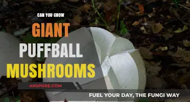 Growing Giant Puffball Mushrooms: Tips for Cultivating These Massive Fungi