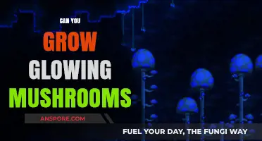 Discover the Bioluminescent Magic: Growing Glowing Mushrooms at Home