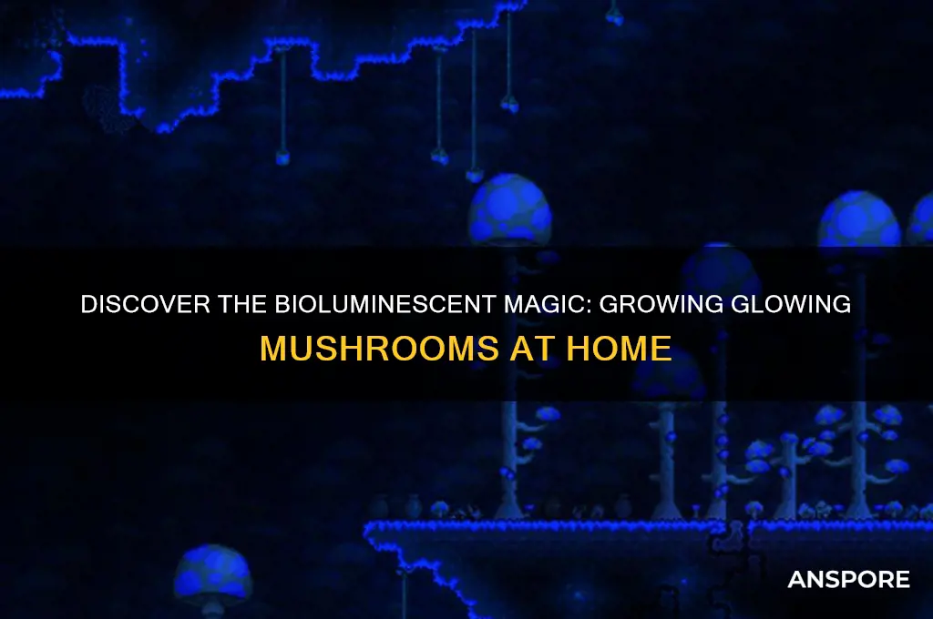 can you grow glowing mushrooms