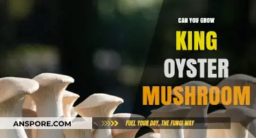Growing King Oyster Mushrooms: A Beginner's Guide to Successful Cultivation