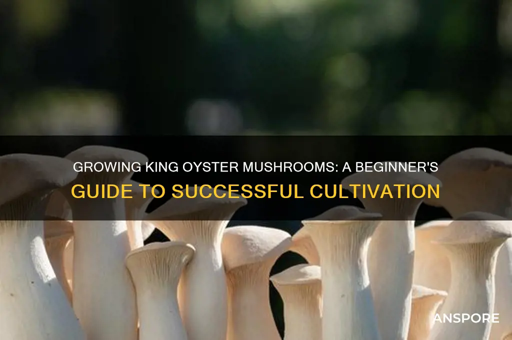 can you grow king oyster mushrooms