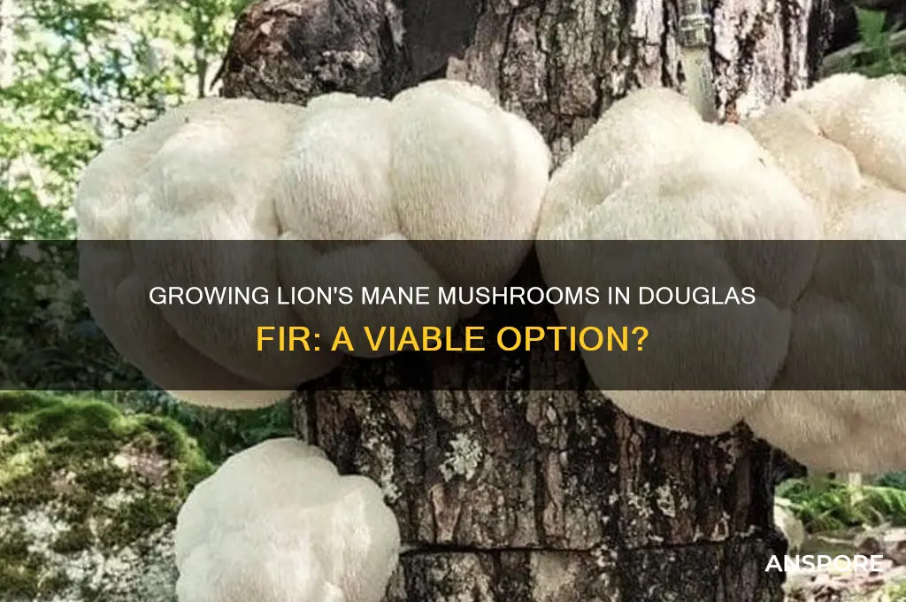 can you grow lions mane mushroom in douglas fir
