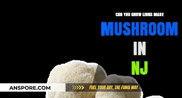 Growing Lion's Mane Mushrooms in New Jersey: Tips and Tricks