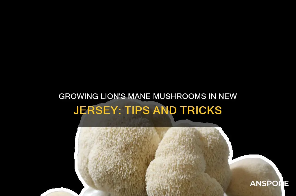 can you grow lions mane mushroom in nj