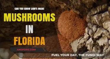 Growing Lion's Mane Mushrooms in Florida: Climate Challenges and Tips