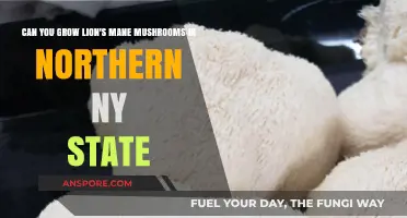 Growing Lion's Mane Mushrooms in Northern NY: A Complete Guide
