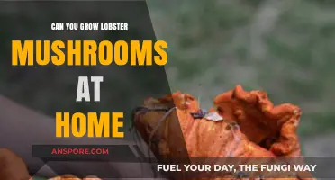 Growing Lobster Mushrooms at Home: A Beginner's Guide to Cultivation