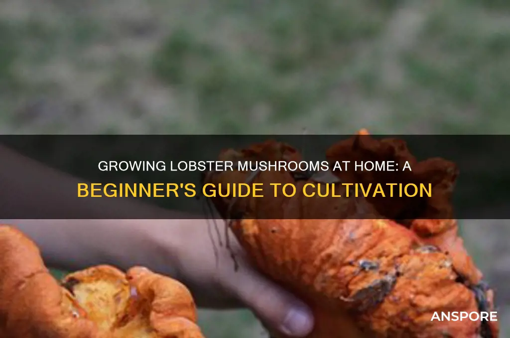 can you grow lobster mushrooms at home