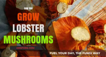 Growing Lobster Mushrooms: A Unique Culinary Adventure in Your Garden