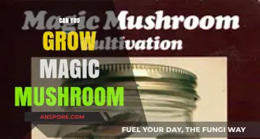 Growing Magic Mushrooms: Legal, Safe, and Practical Cultivation Insights