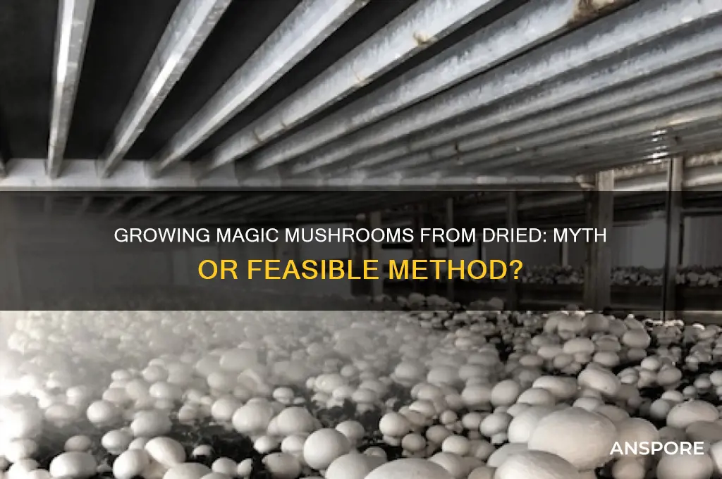 can you grow magic mushrooms from dried mushrooms