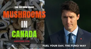 Growing Magic Mushrooms in Canada: Legalities and Cultivation Tips