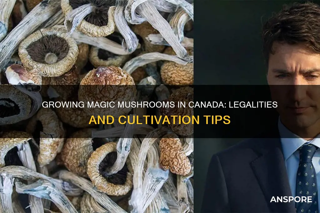 can you grow magic mushrooms in canada