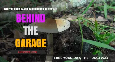 Growing Magic Mushrooms in Cow Manure: A Garage Cultivation Guide