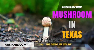 Growing Magic Mushrooms in Texas: Legal Risks and Cultivation Challenges
