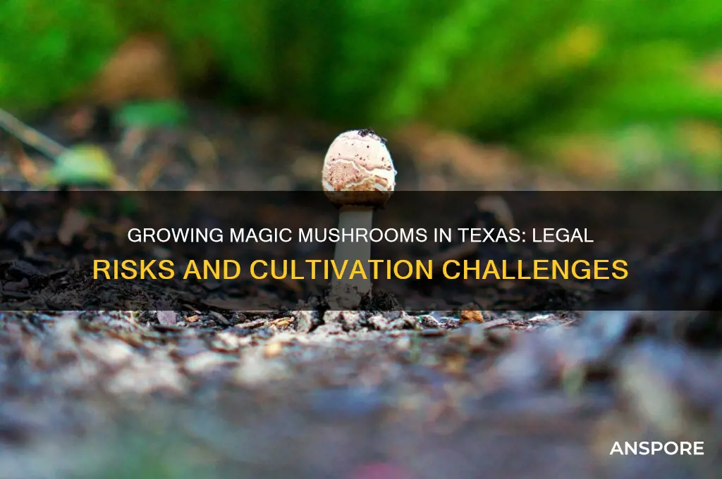 can you grow magic mushrooms in texas