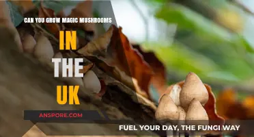 Growing Magic Mushrooms in the UK: Legalities and Cultivation Tips